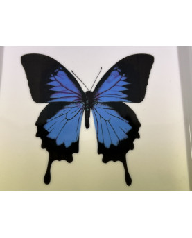 Blue Butterfly Pocket Tray 16x16